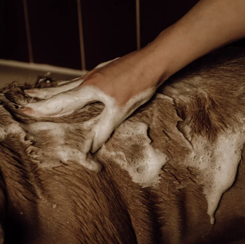 Nellumbo- Shampoing poudre moussant -50 Gr – Image 3