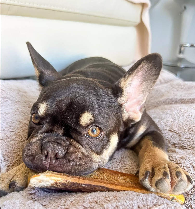 Bois de Cerf à macher,tranché,Fumé au Jambon-Taille S (12 à 17 cm) – Image 2