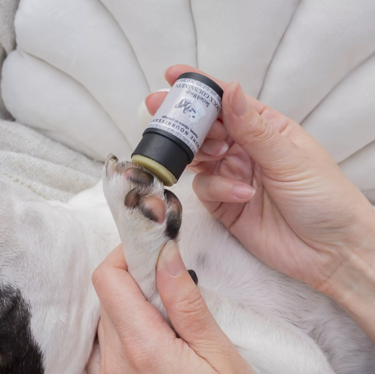 Dexter et Mango-Stick Doux Coussinets – Image 2